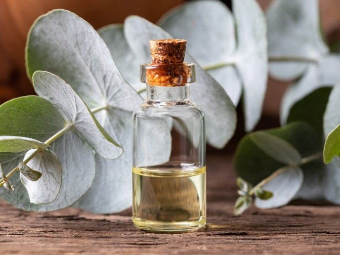Aceite de eucalipto