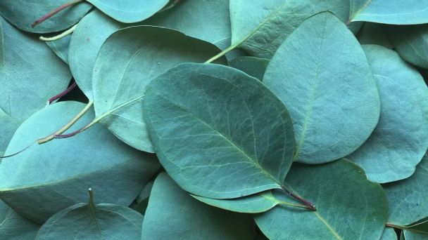Hoja de Eucalipto
